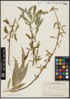 Foto von Salix acmophylla Boiss.